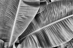 Tropical Banana Palm Custom Art