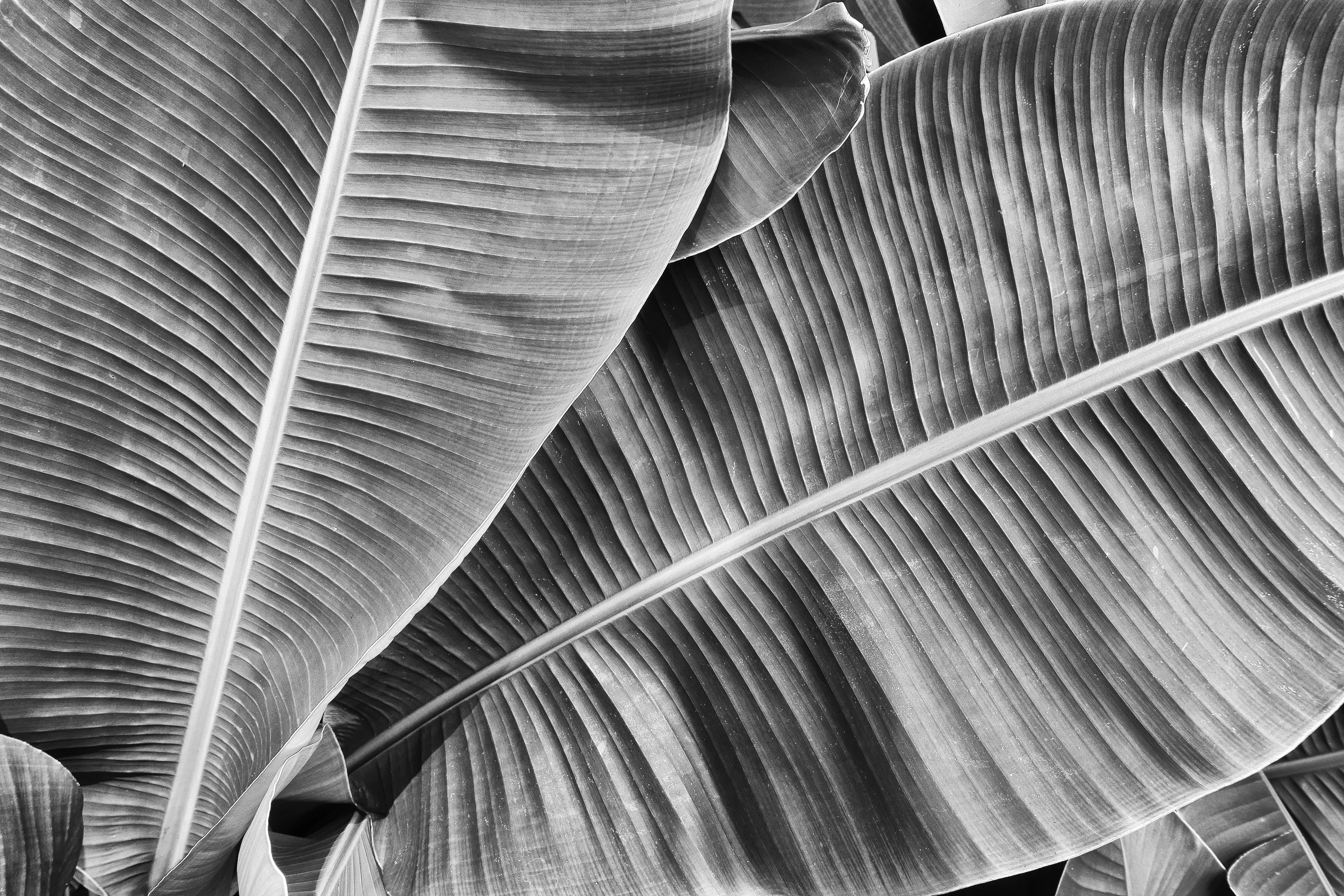 Tropical Banana Palm Custom Art